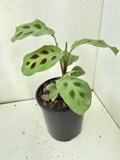 Maranta Kerchoveana - 100mm Pot Size