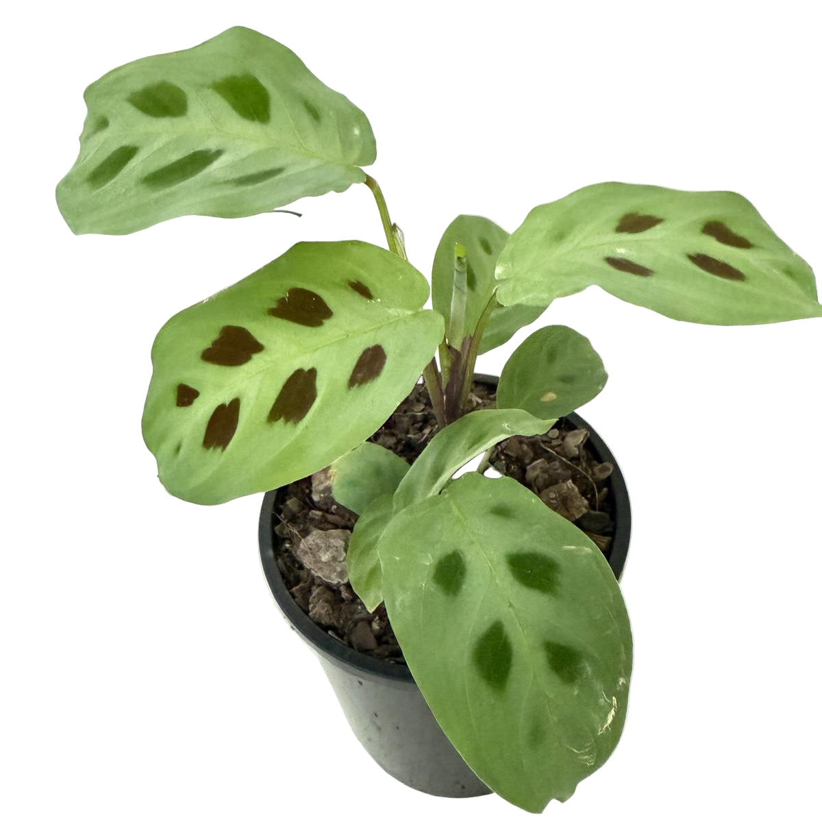 Maranta Kerchoveana - 100mm Pot Size