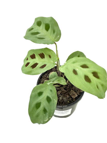 Maranta Kerchoveana - 100mm Pot Size