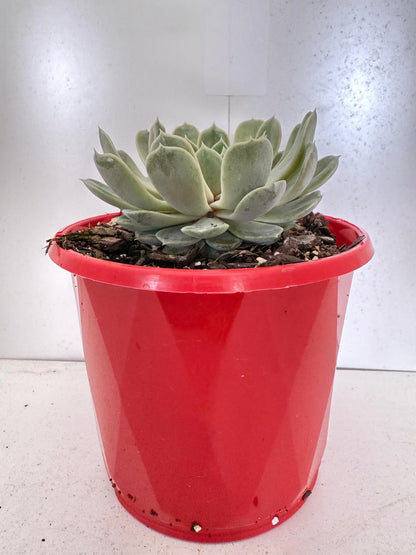 Echeveria Lilac Dream- 130mm pot size