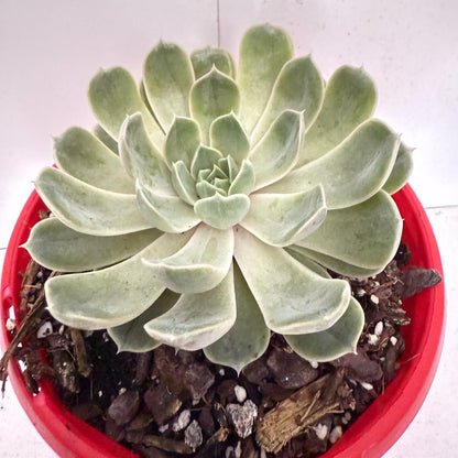Echeveria Lilac Dream- 130mm pot size