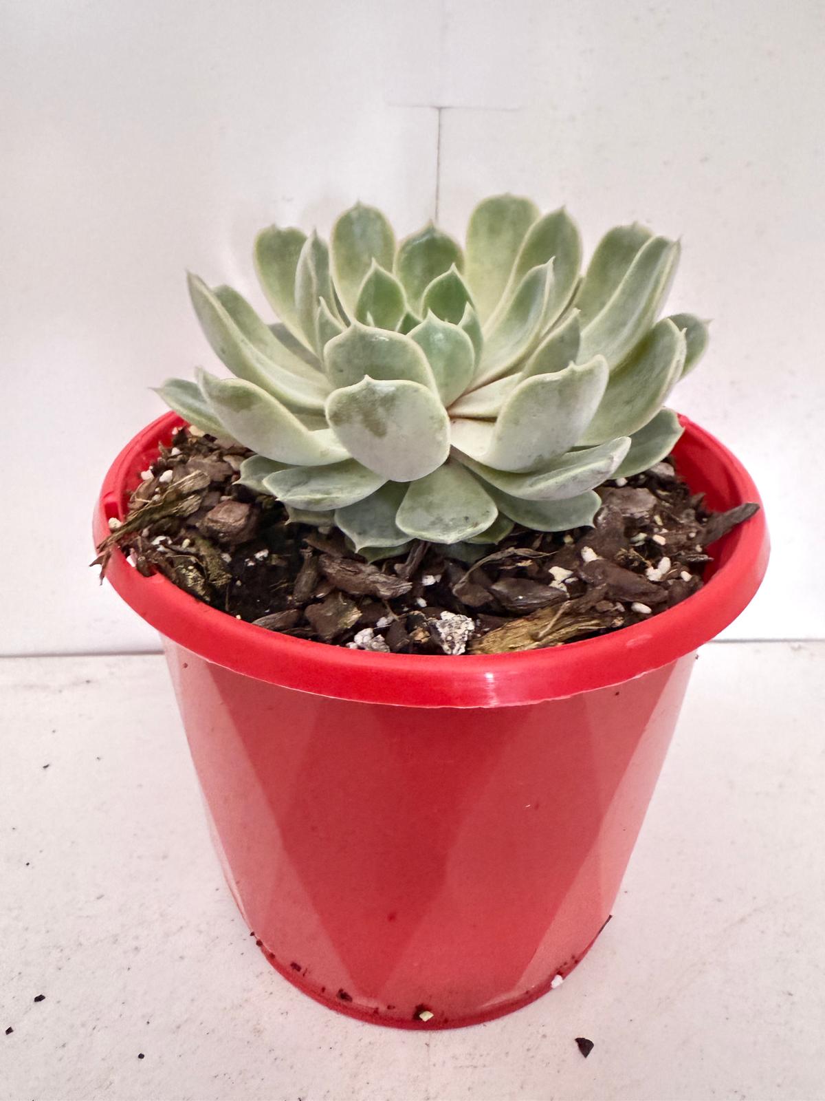 Echeveria Lilac Dream- 130mm pot size