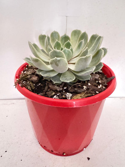 Echeveria Lilac Dream- 130mm pot size