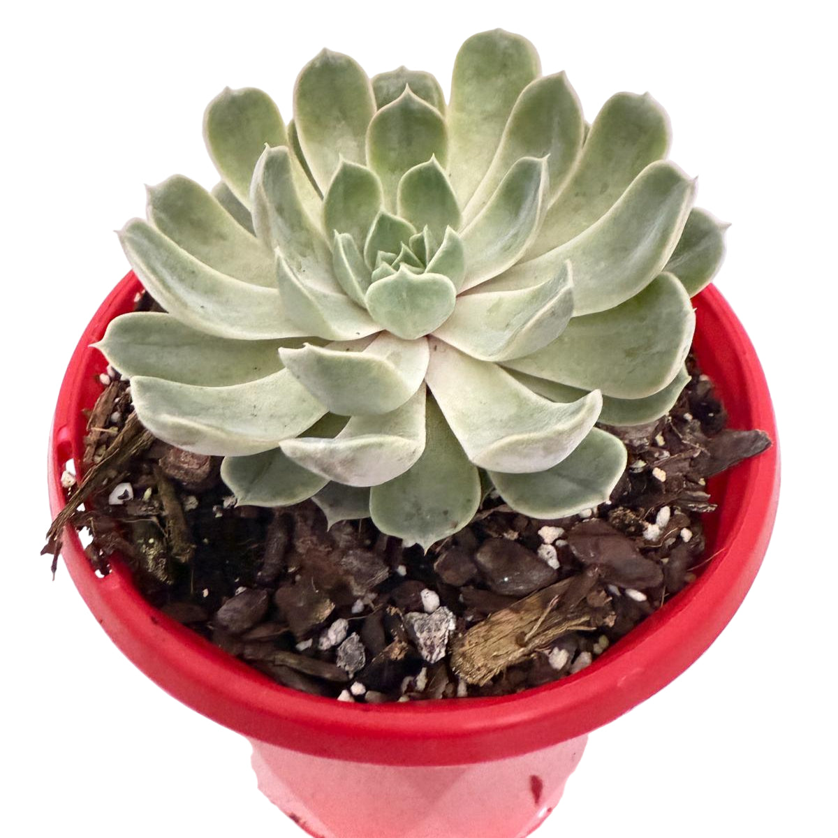 Echeveria Lilac Dream- 130mm pot size