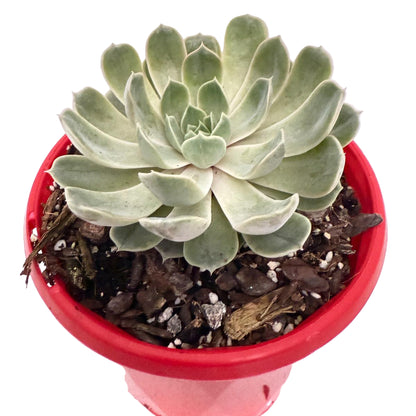 Echeveria Lilac Dream- 130mm pot size