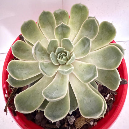 Echeveria Lilac Dream- 130mm pot size