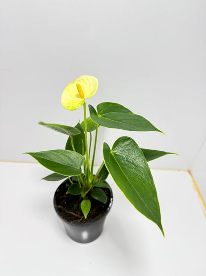 Anthurium Andraenum Vanila - 100mm with pot