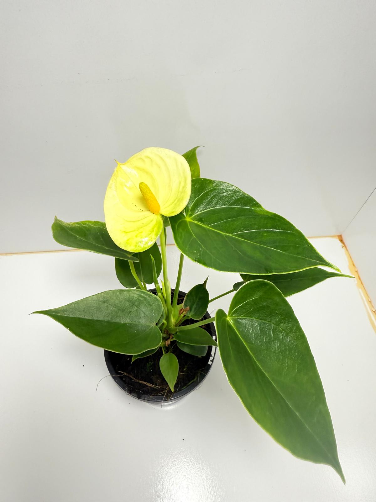 Anthurium Andraenum Vanila - 100mm with pot