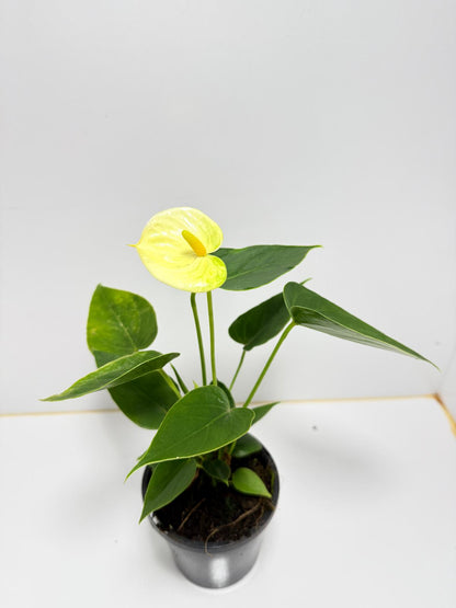 Anthurium Andraenum Vanila - 100mm with pot