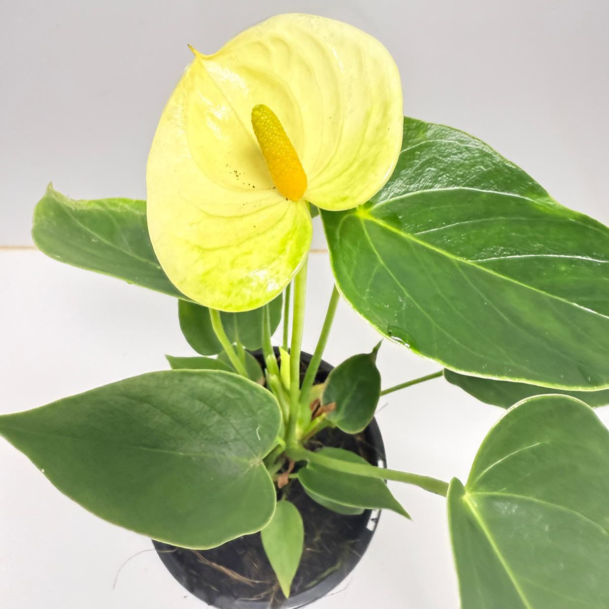 Anthurium Andraenum Vanila - 100mm with pot