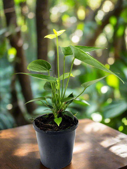 Anthurium Andraenum Vanila - 100mm with pot