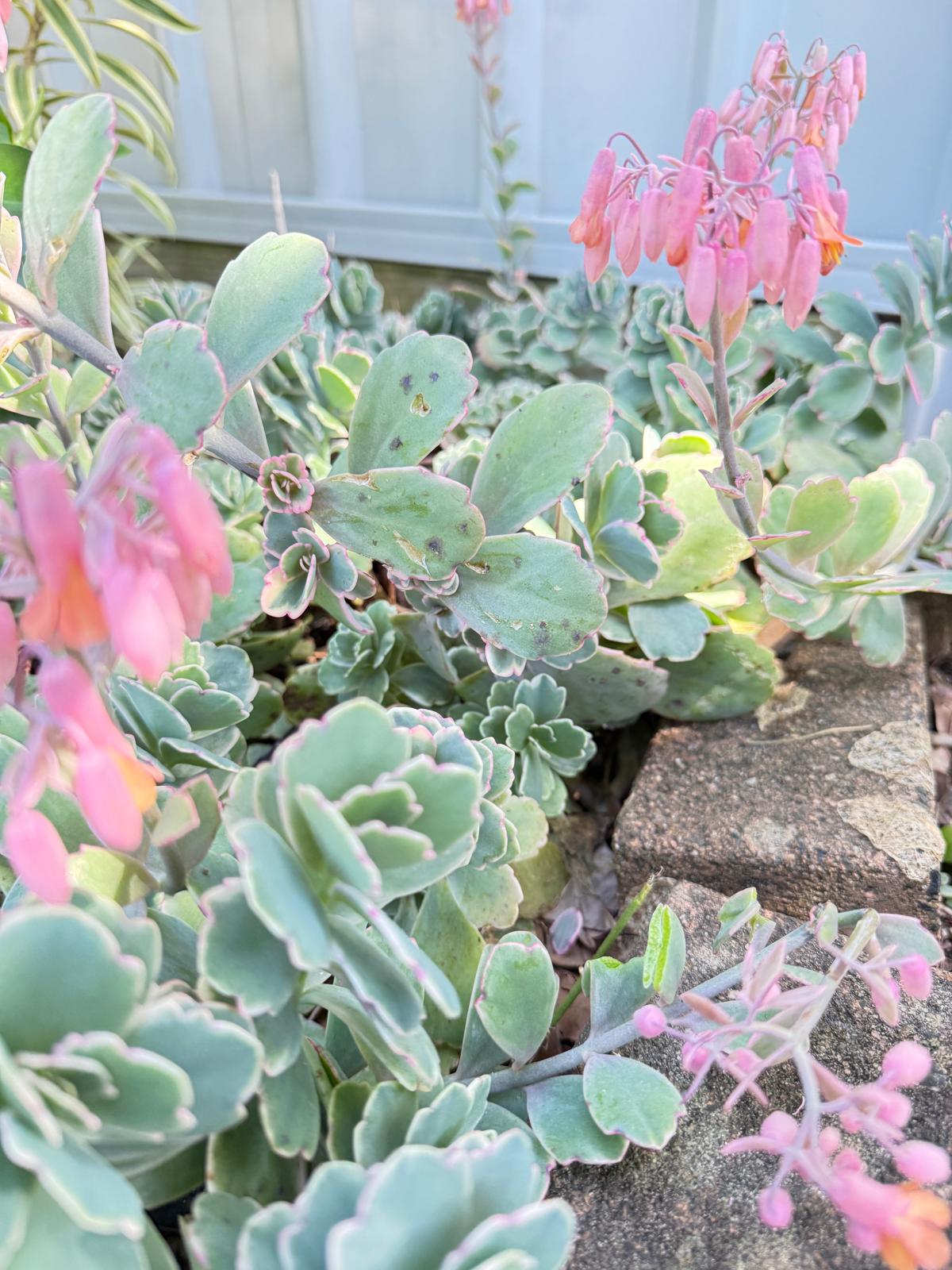 Kalanchoe Marnieriana 'Coral'  130mm -Add a Pop of Exotic Charm