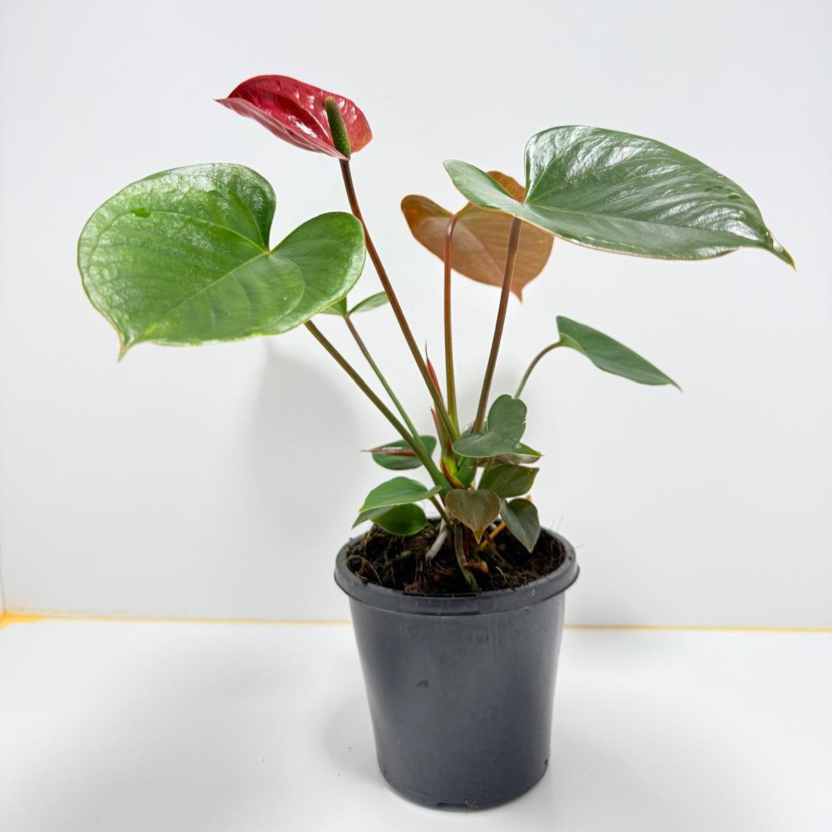 Anthurium pacifica - 100mm with pot