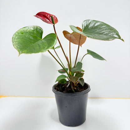 Anthurium pacifica - 100mm with pot