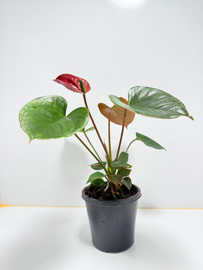 Anthurium pacifica - 100mm with pot