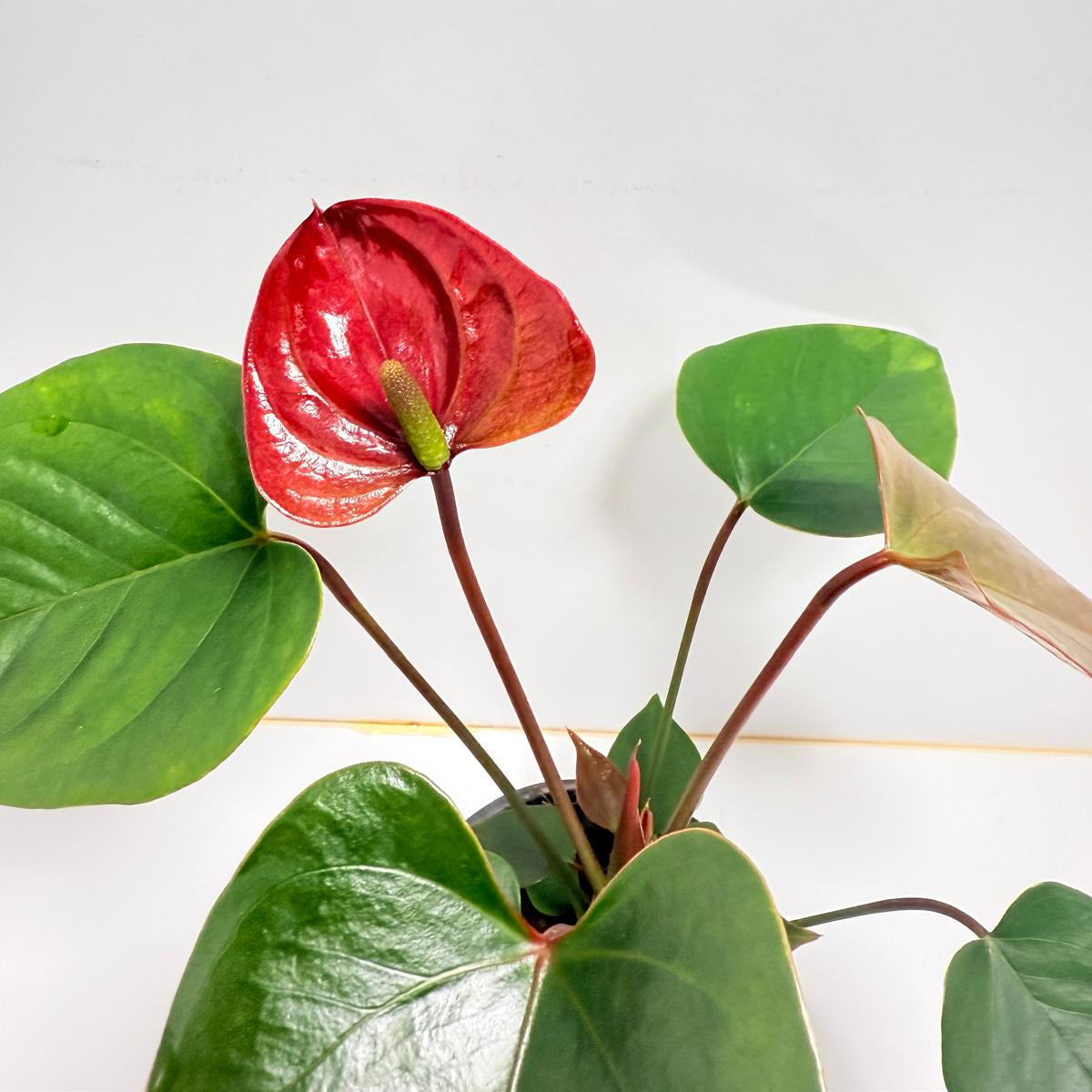 Anthurium pacifica - 100mm with pot