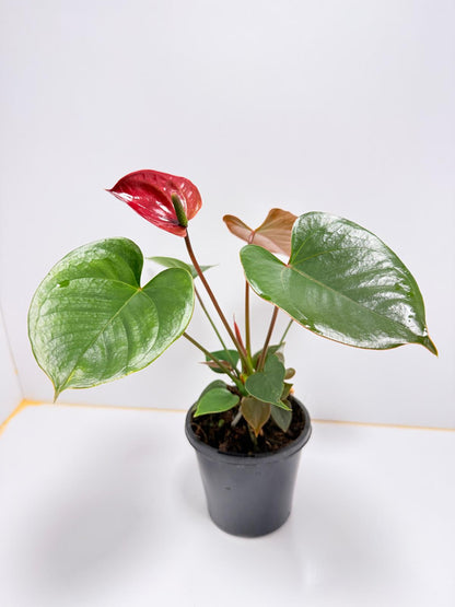 Anthurium pacifica - 100mm with pot