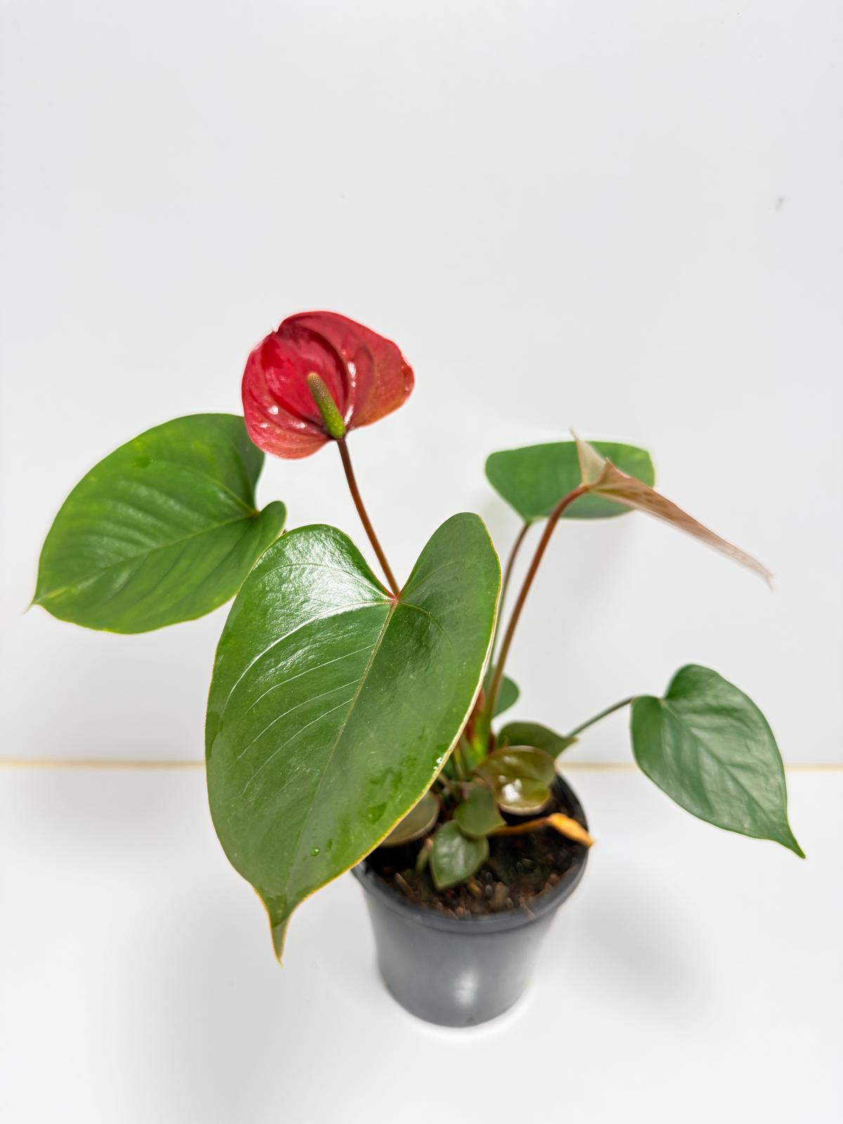 Anthurium pacifica - 100mm with pot