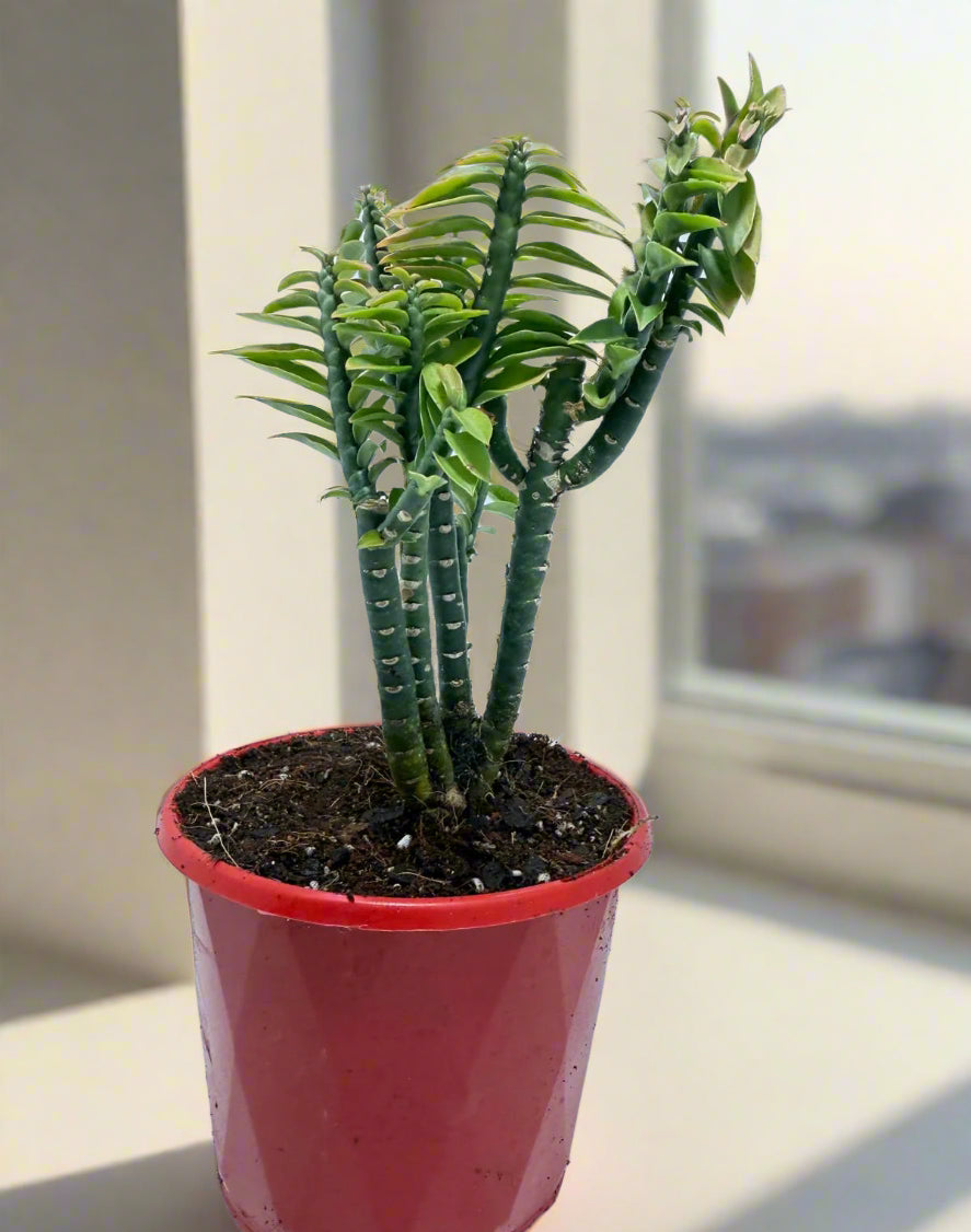 Euphorbia tithymaloides (formerly Pedilanthus) ‘Green Feather’ – 130mm pot size
