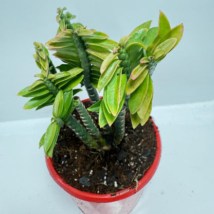 Euphorbia tithymaloides (formerly Pedilanthus) ‘Green Feather’ – 130mm pot size