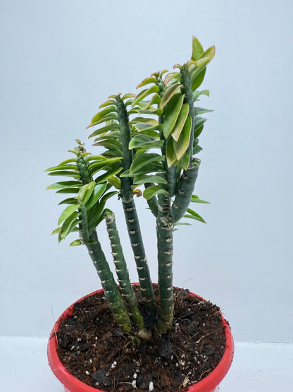 Euphorbia tithymaloides (formerly Pedilanthus) ‘Green Feather’ – 130mm pot size