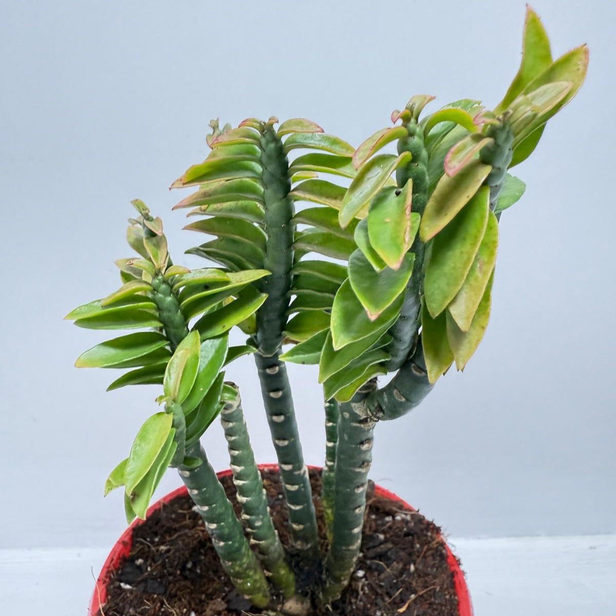 Euphorbia tithymaloides (formerly Pedilanthus) ‘Green Feather’ – 130mm pot size