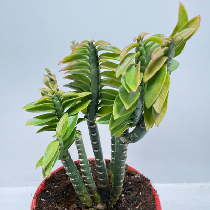 Euphorbia tithymaloides (formerly Pedilanthus) ‘Green Feather’ – 130mm pot size
