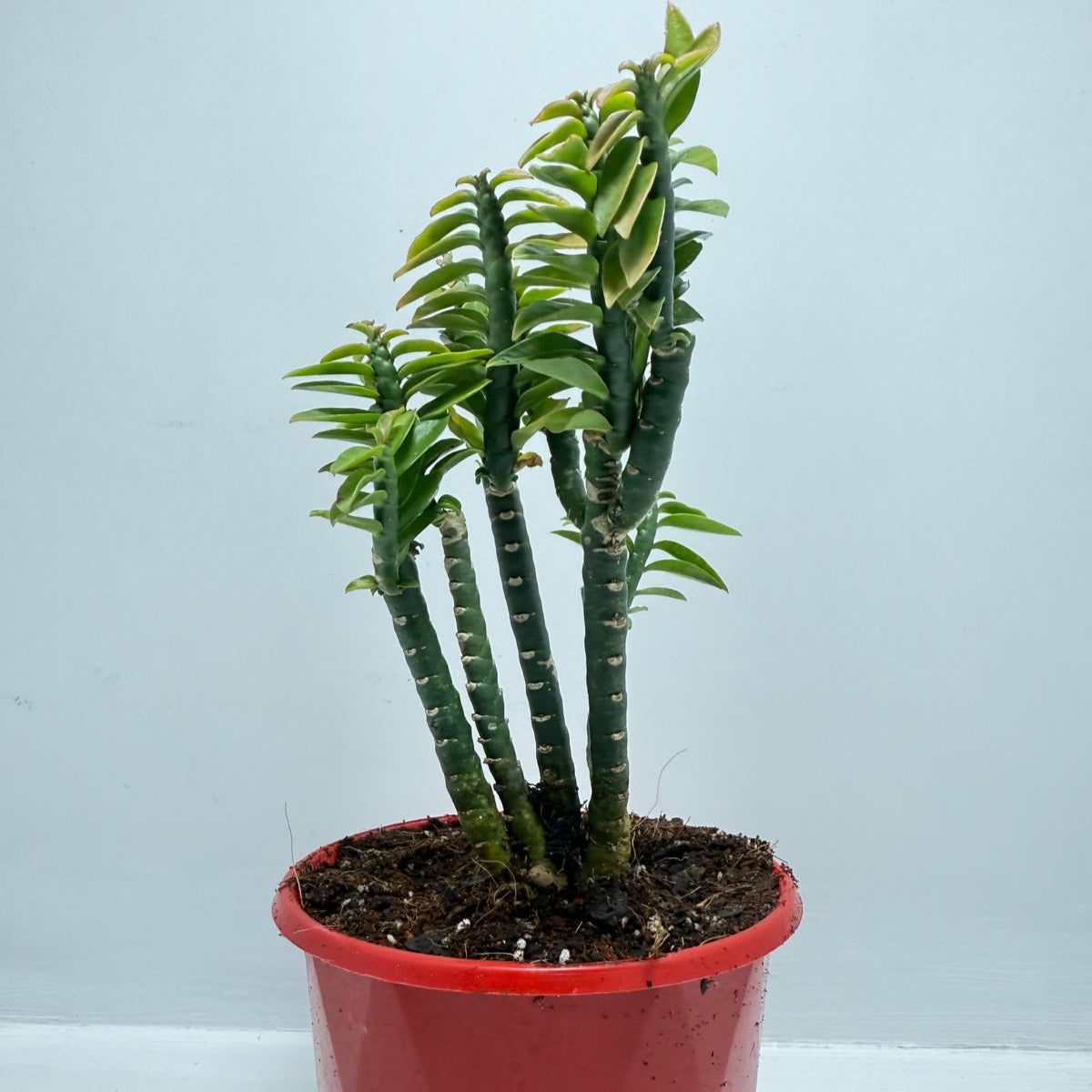 Euphorbia tithymaloides (formerly Pedilanthus) ‘Green Feather’ – 130mm pot size