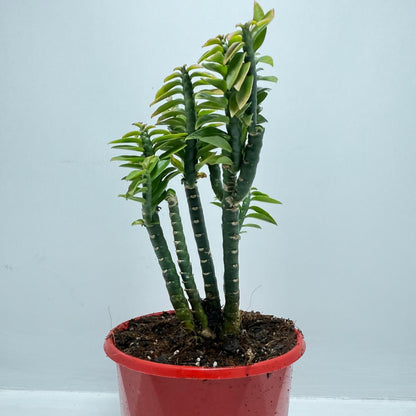 Euphorbia tithymaloides (formerly Pedilanthus) ‘Green Feather’ – 130mm pot size