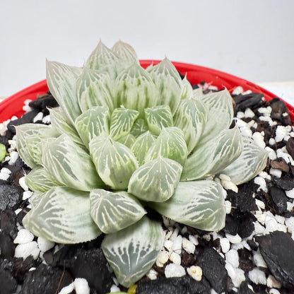 Haworthia Silver Swirls 130mm pot size