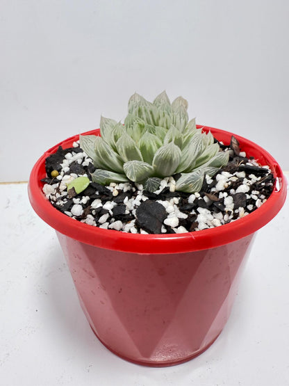 Haworthia Silver Swirls 130mm pot size