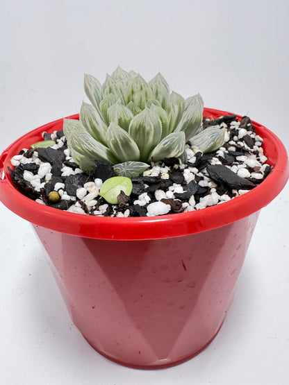 Haworthia Silver Swirls 130mm pot size