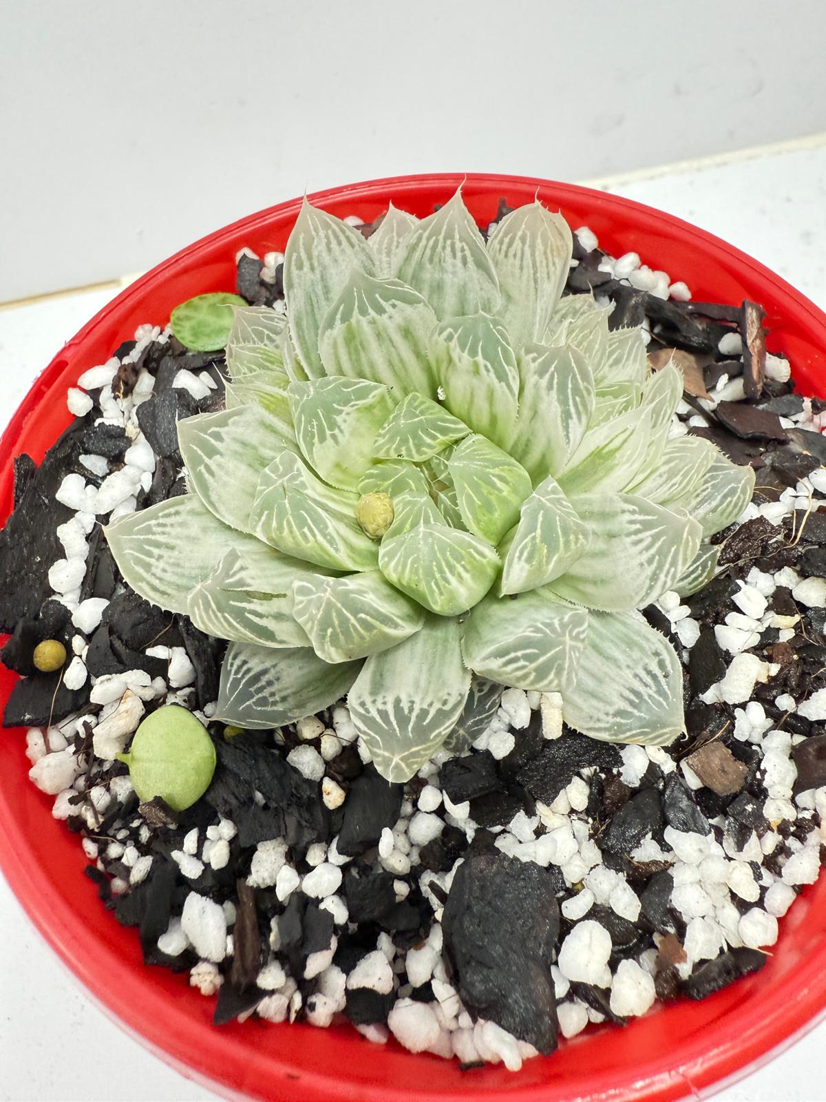 Haworthia Silver Swirls 130mm pot size