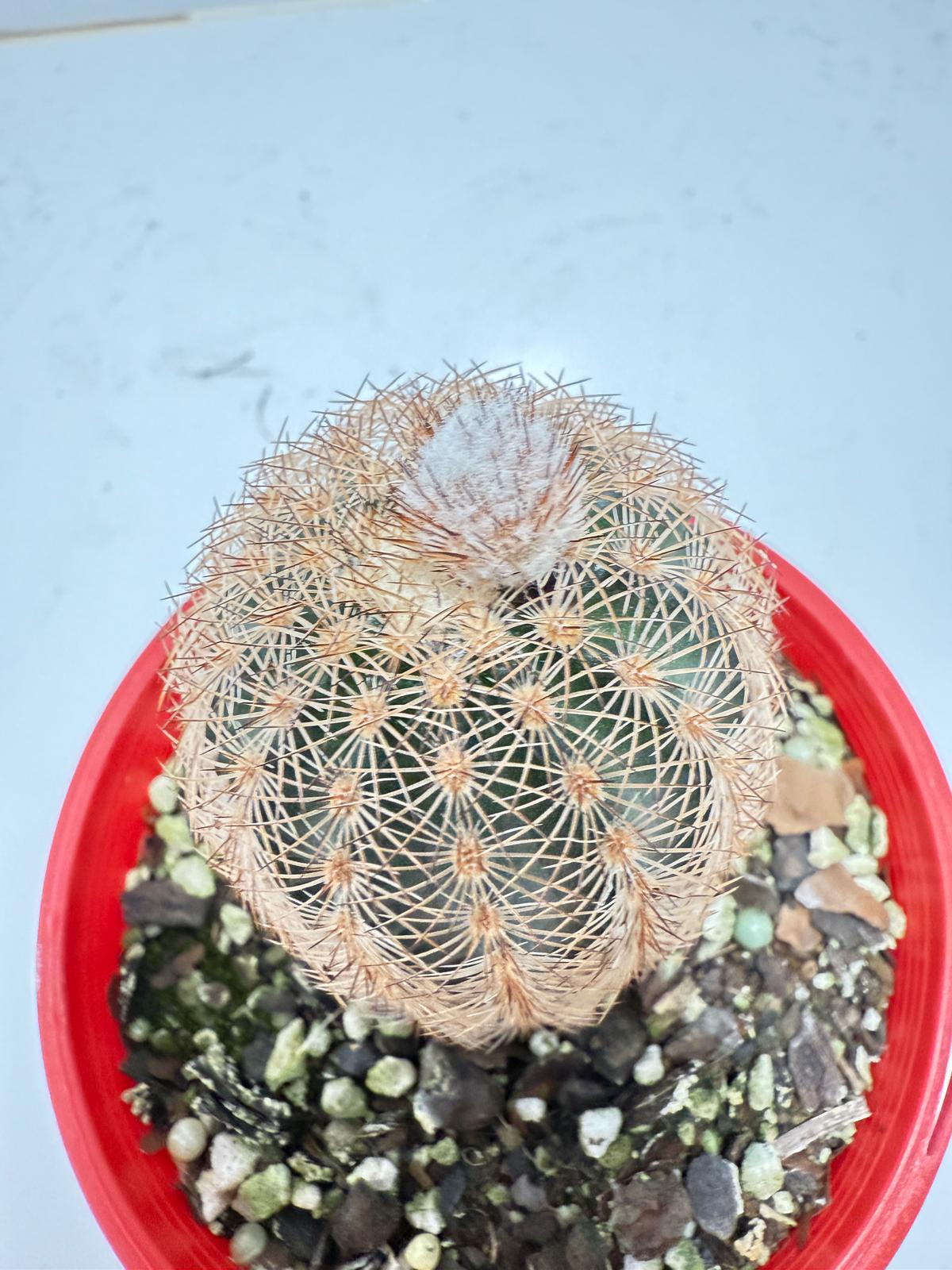 Cacti - Echinocereus Reichenbachii 100mm
