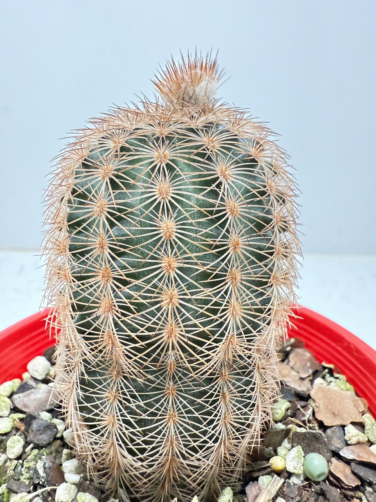 Cacti - Echinocereus Reichenbachii 100mm