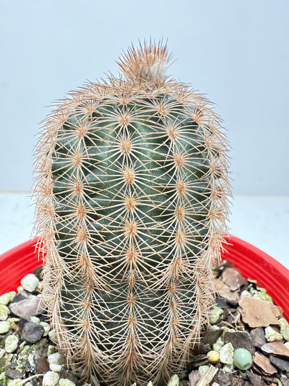 Cacti - Echinocereus Reichenbachii 100mm