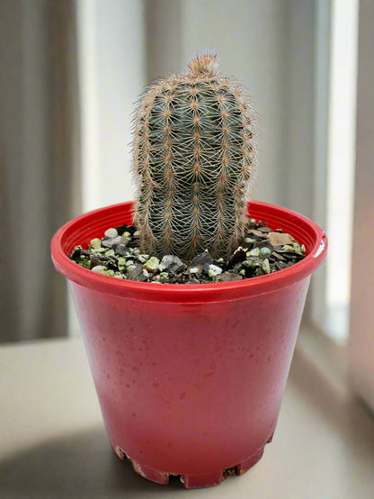 Cacti - Echinocereus Reichenbachii 100mm