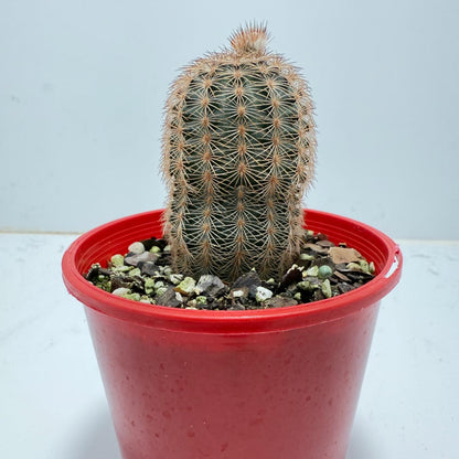 Cacti - Echinocereus Reichenbachii 100mm
