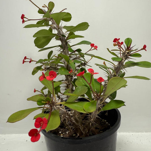 Euphorbia Milli #703