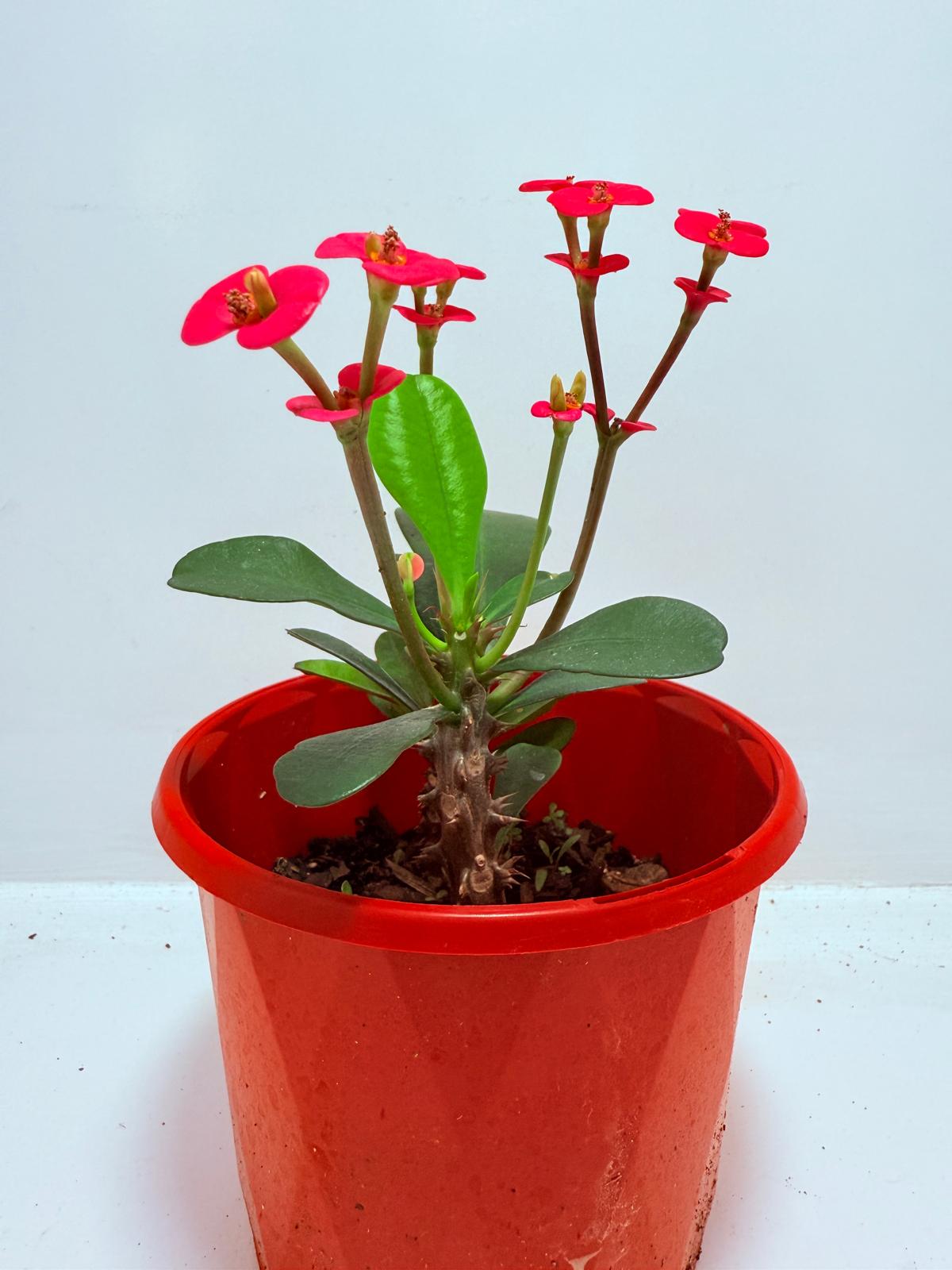 Euphorbia Milli Pink - Tiny Flowers #707