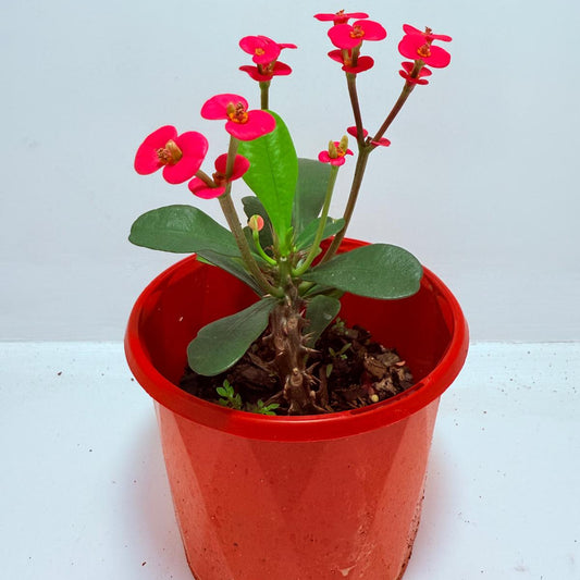 Euphorbia Milli Pink - Tiny Flowers #707