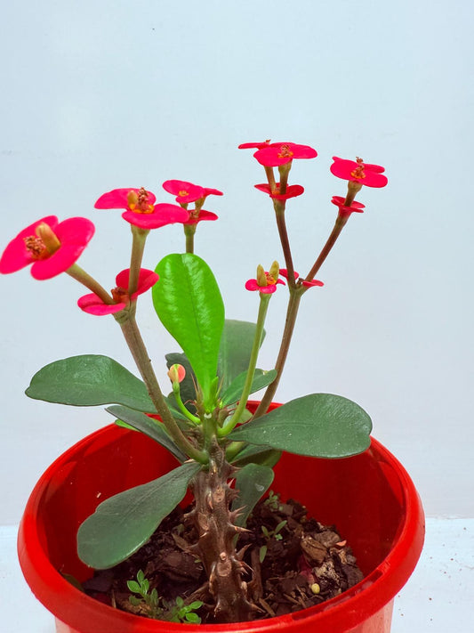Euphorbia Milli Pink - Tiny Flowers #707