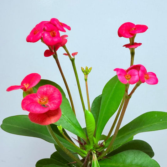 Euphorbia Milli #712