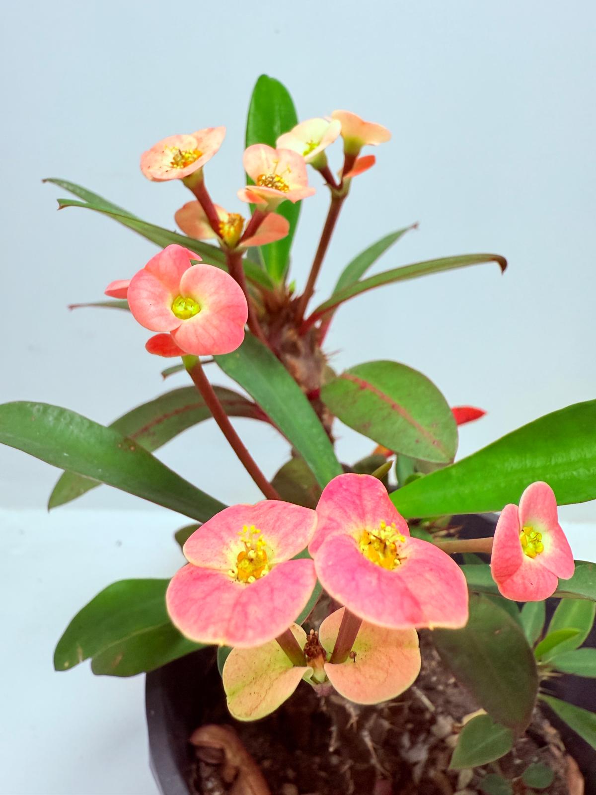 Euphorbia Milli #713