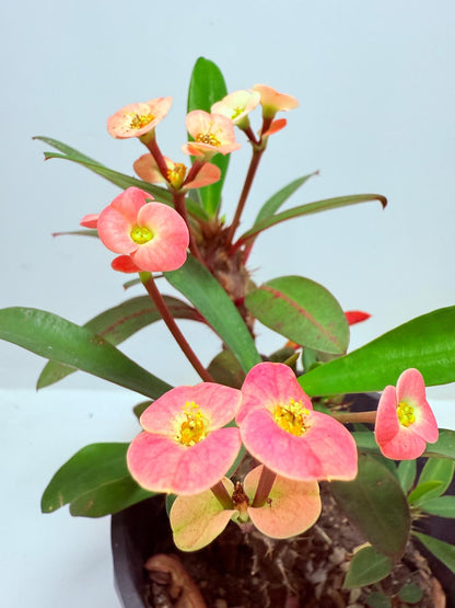 Euphorbia Milli #713