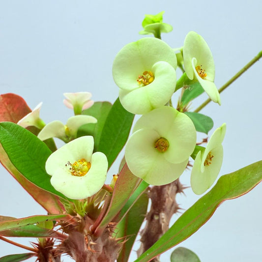 Euphorbia Milli #714