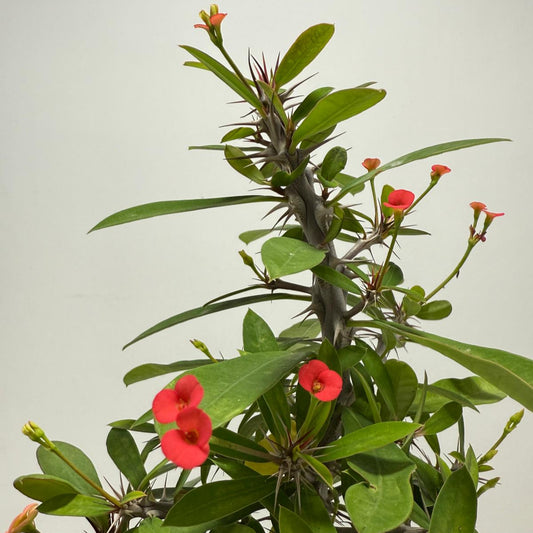 Euphorbia Milli #715, two colours in one pot