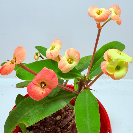Euphorbia Milli #716