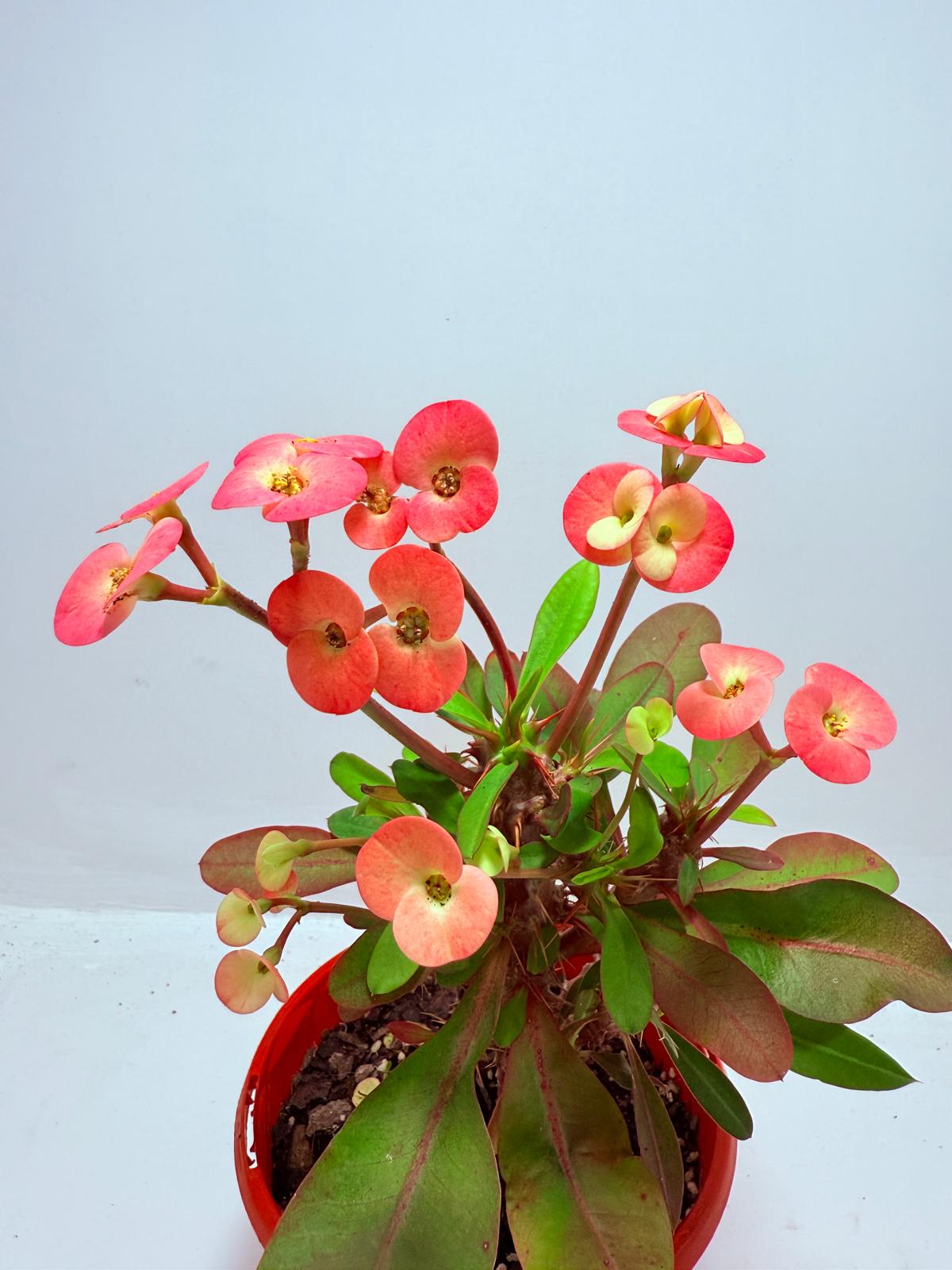 Euphorbia Milli #717