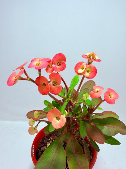 Euphorbia Milli #717